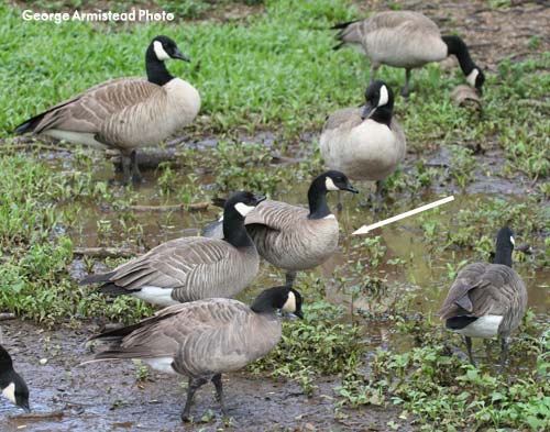 Canada goose branta outlet canadensis